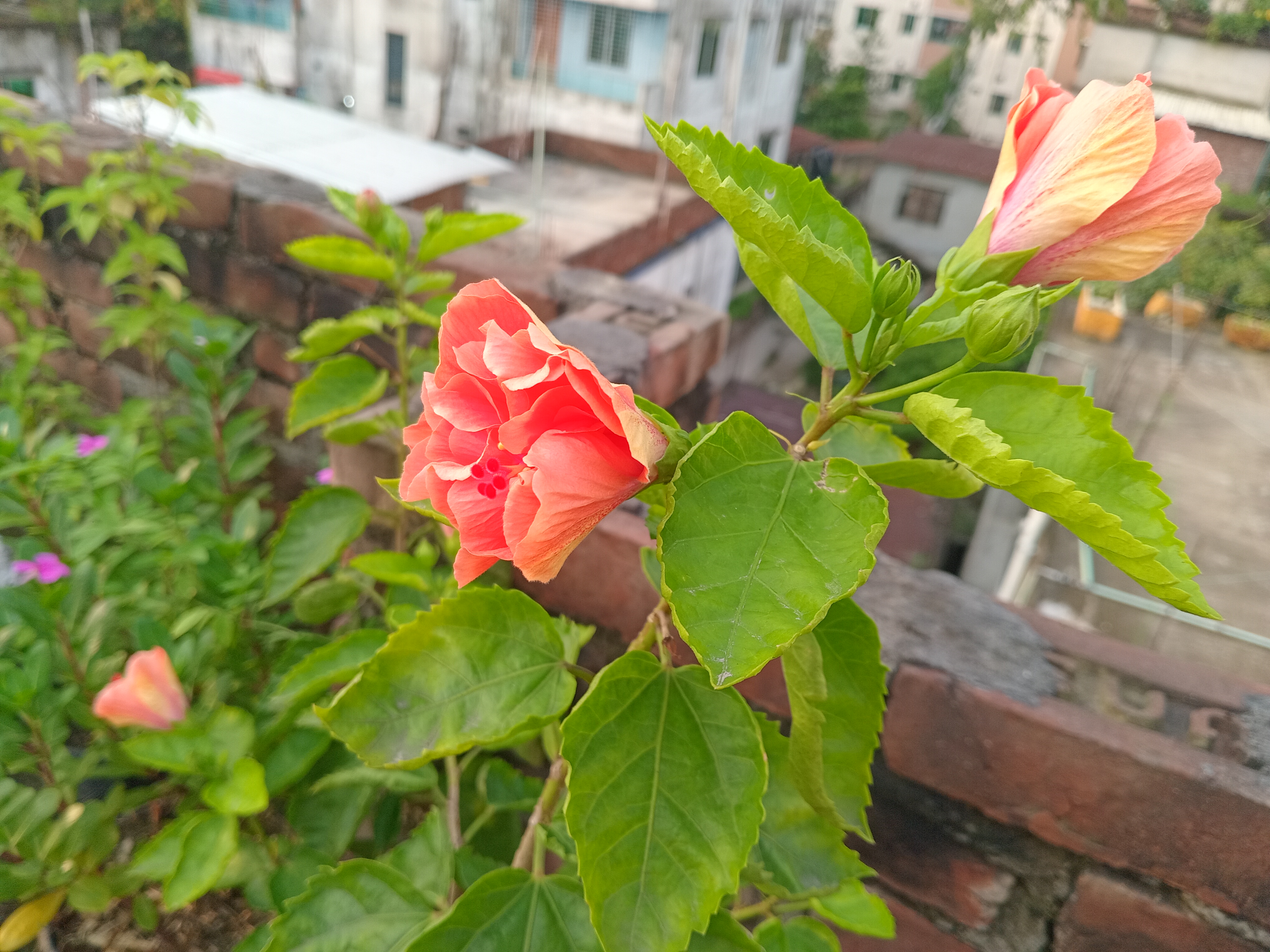 20260728_063256.jpg