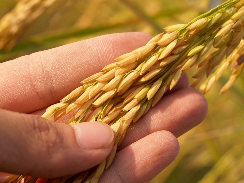agriculture-1552390_960_720.jpg