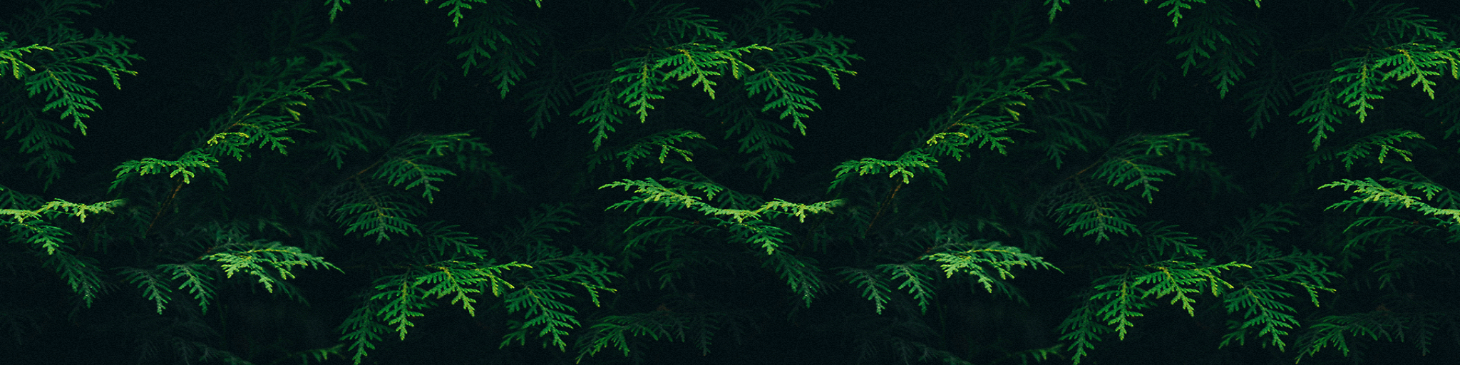 Steemit banner for @picture