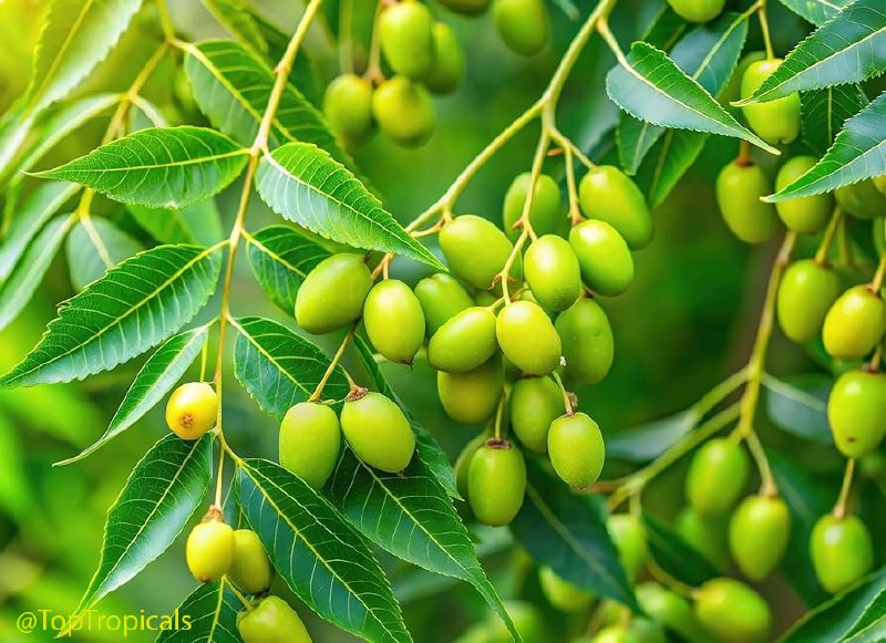 what-is-neem-and-why-do-millions-use-it-daily-1.jpg