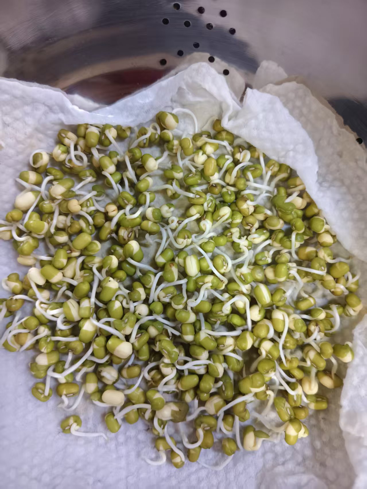 豆芽