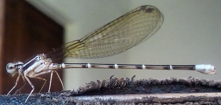 a Insecto4.jpg