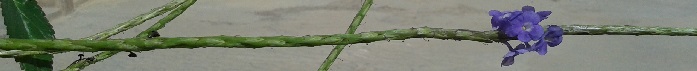 Separador 2.jpg