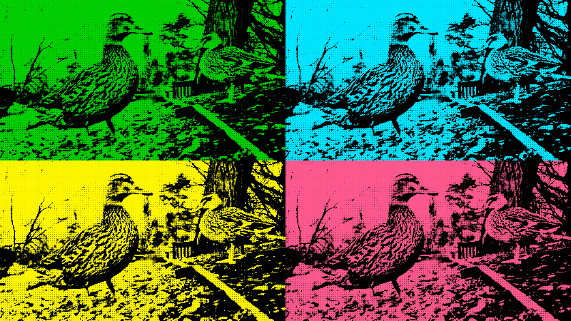 Quackers4 - 2019-03-09T160308.481 (2).png