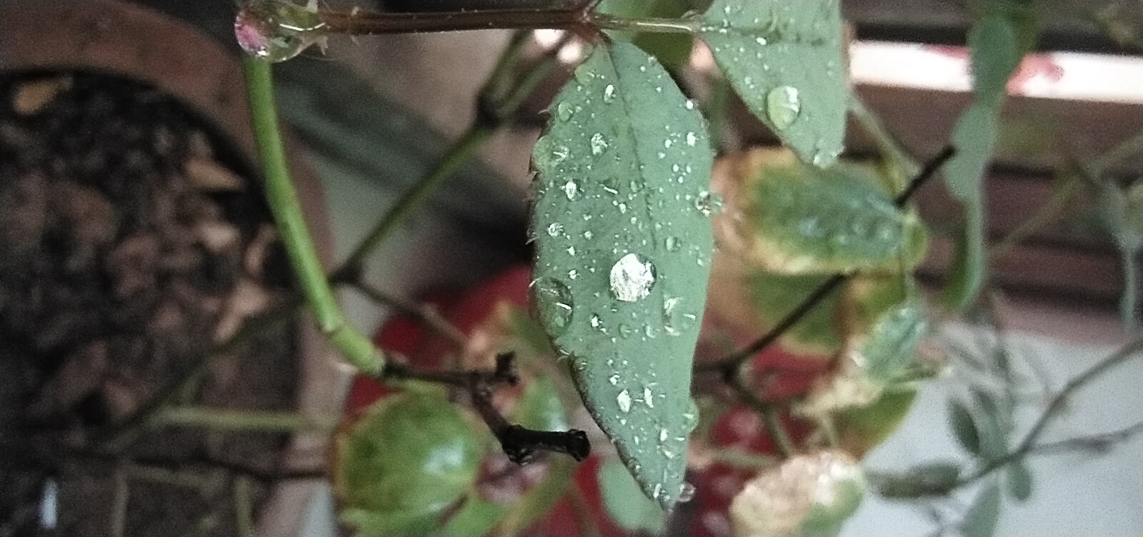 IMG_20201213_174616.jpg