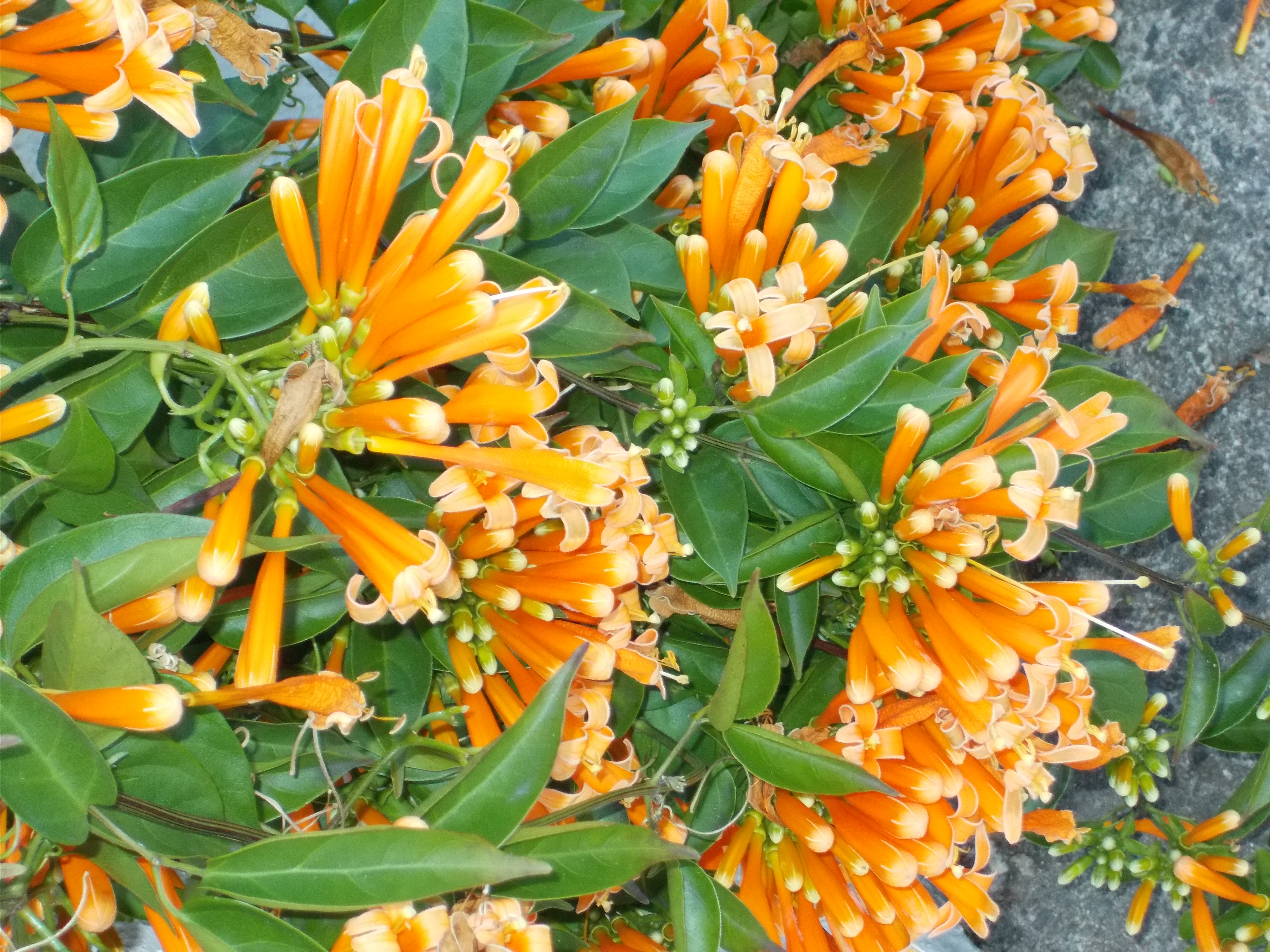 5 PCS Rare Chinese Orange Pyrostegia Venusta Perennial Climbing Plant Seeds 