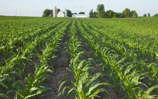 corn-farm (1).jpg