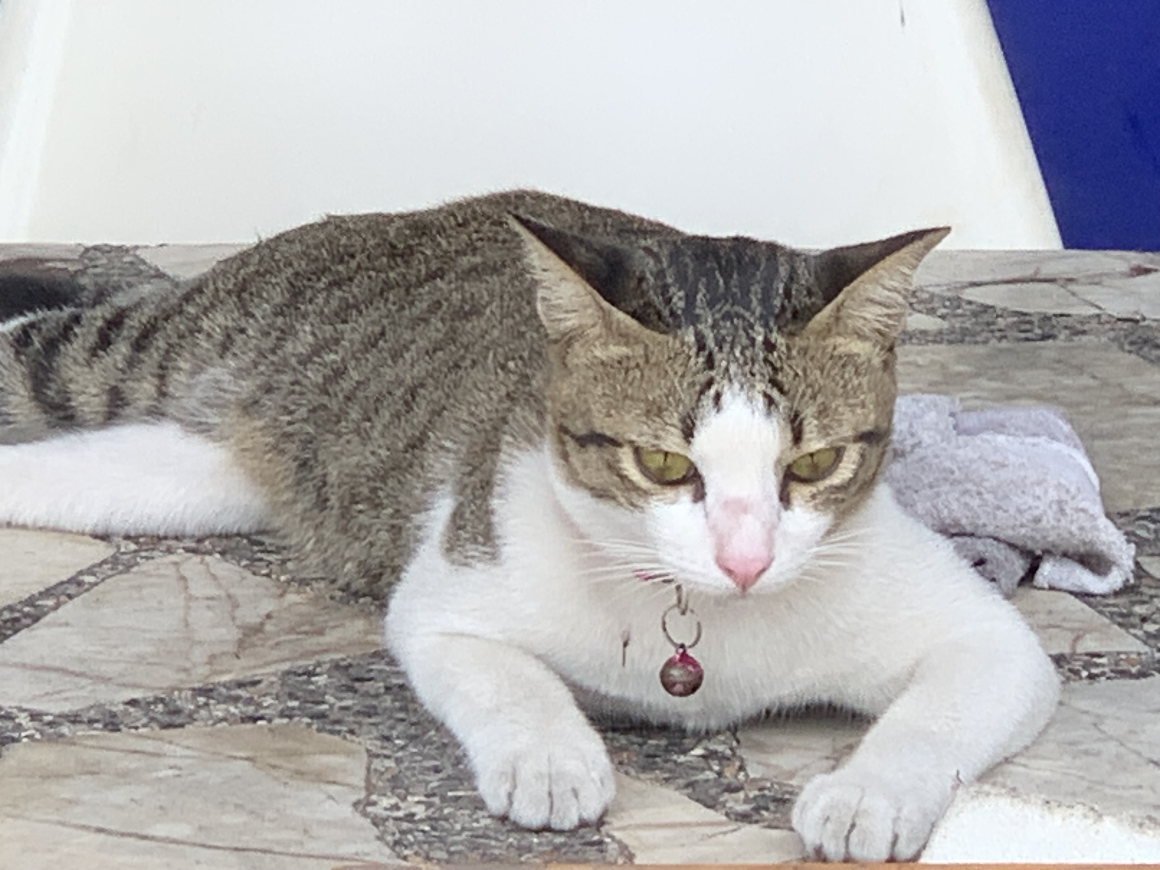 cat4.jpg
