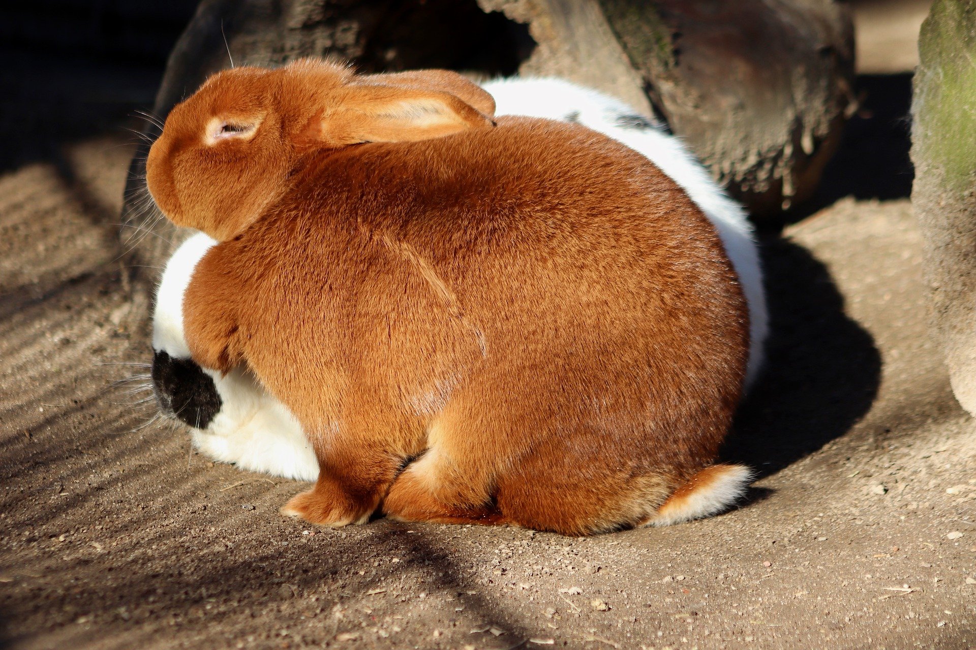 rabbits-7792000_1920.jpg