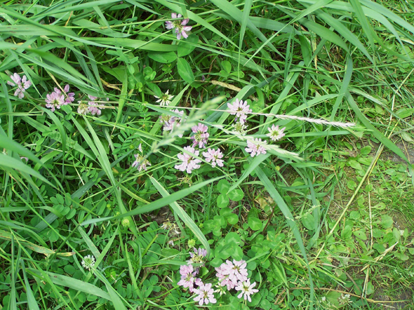 Road trip - pink flowers crop July 2019.jpg