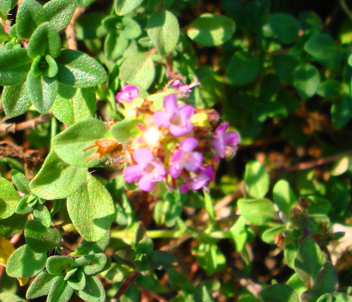 DSC01737-111111.jpg
