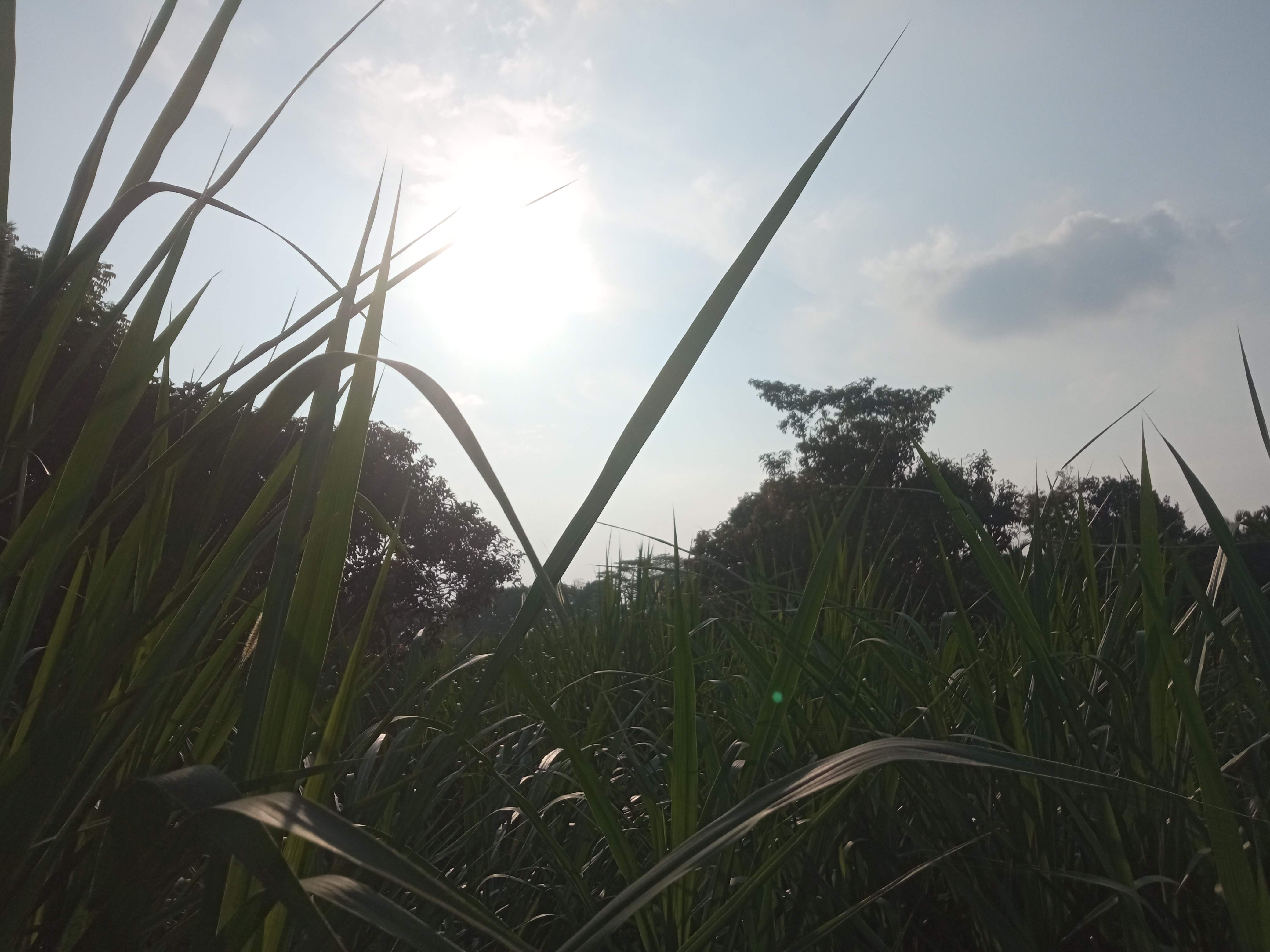 নেচার (4).jpg