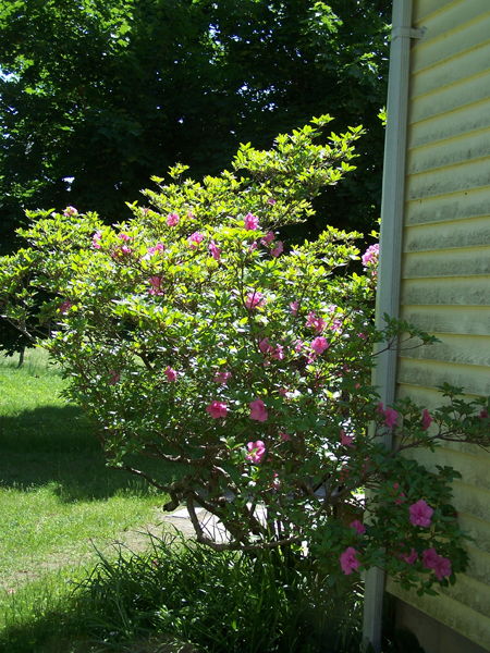 Old North - azalea2 crop June 2019.jpg