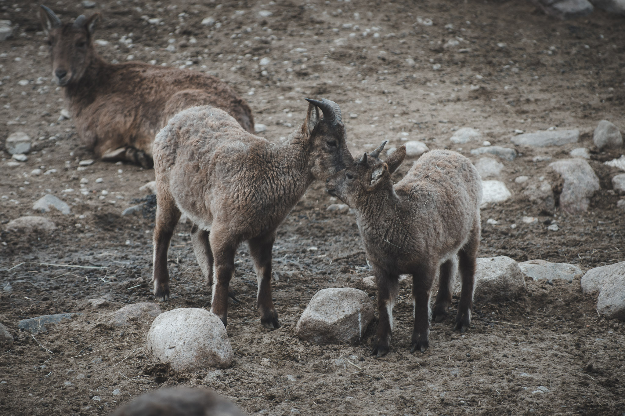 0102IMGP1118ccMarch 02, 2019.jpg