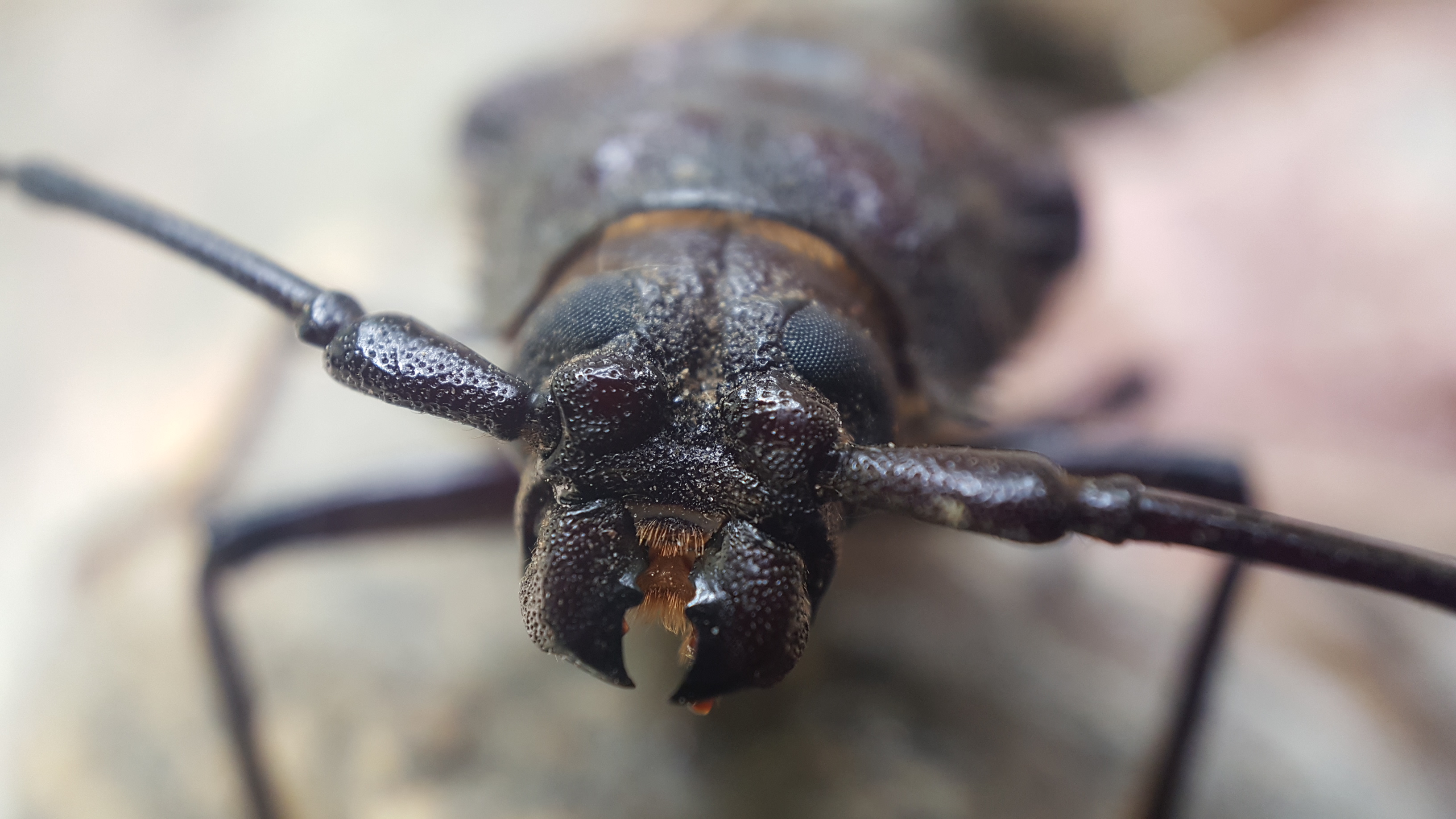 beetle.jpg