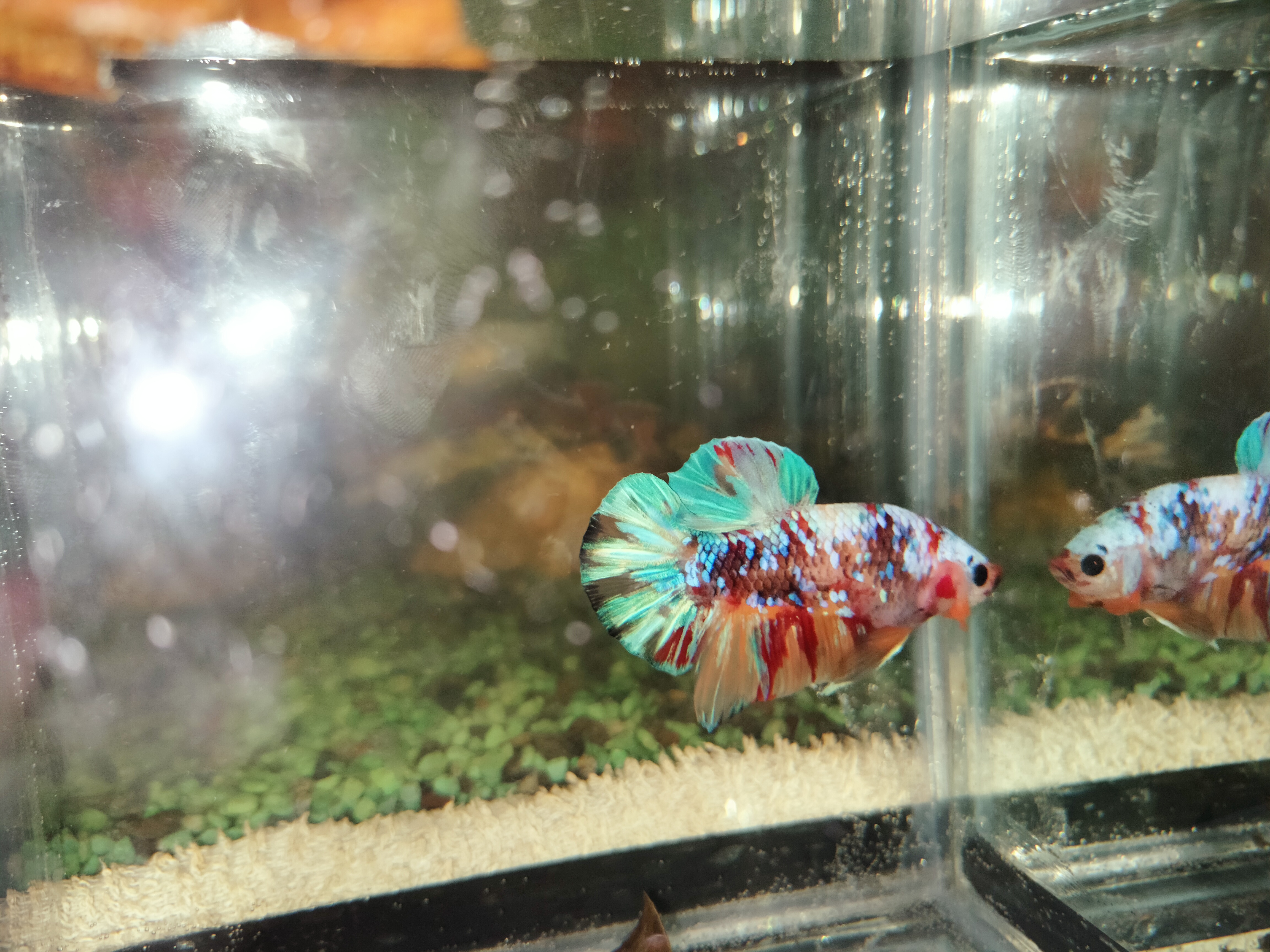 IMG20201214184212.jpg