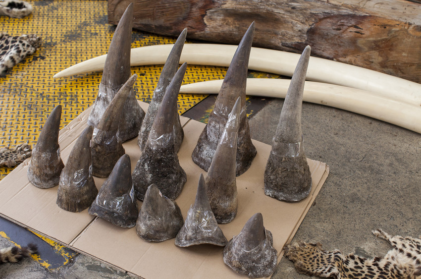 rhino-horn-wildaid.jpg