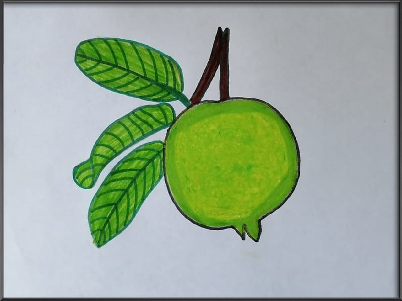 How to Draw a Guava (in 6 EASY steps!) | Drawing lessons for kids, Drawings,  Fruits drawing