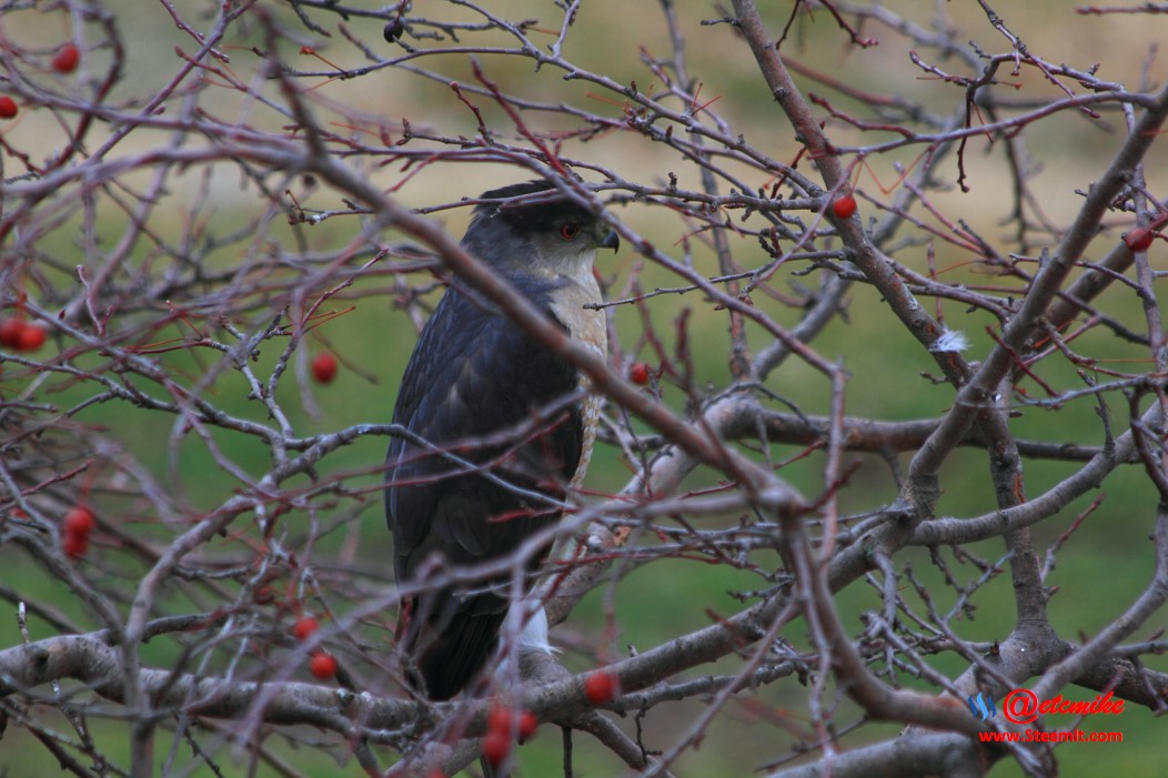 Cooper's Hawk PFW20-0107.JPG