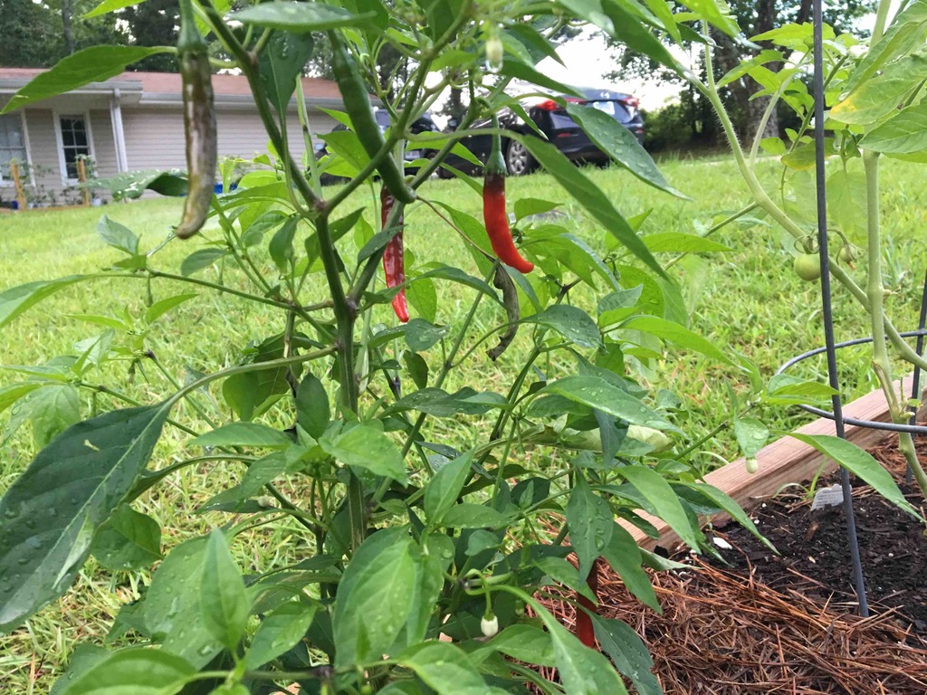 Garden Salsa Pepper Harvest | Fasci Garden