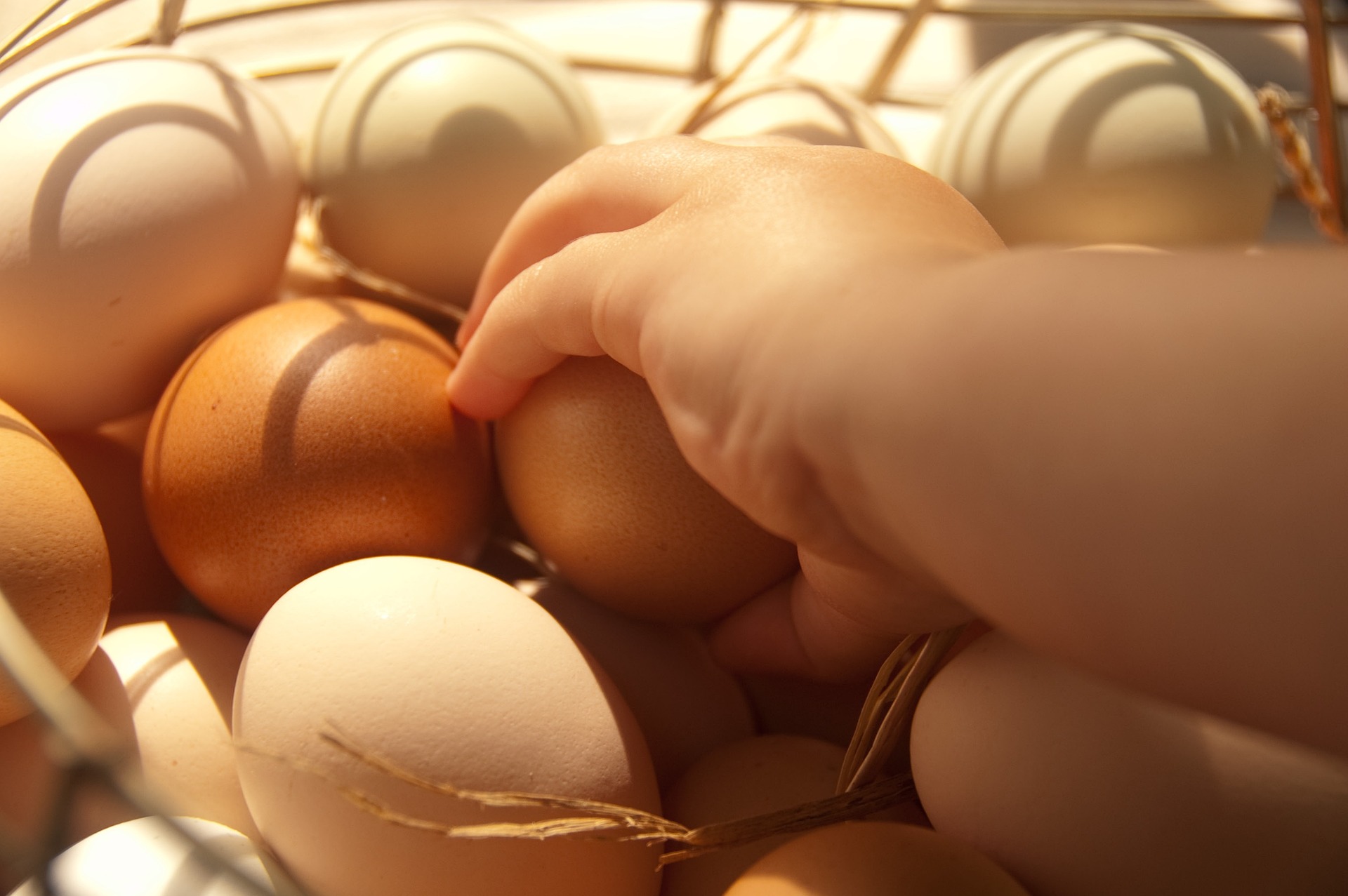 eggs-2047098_1920.jpg