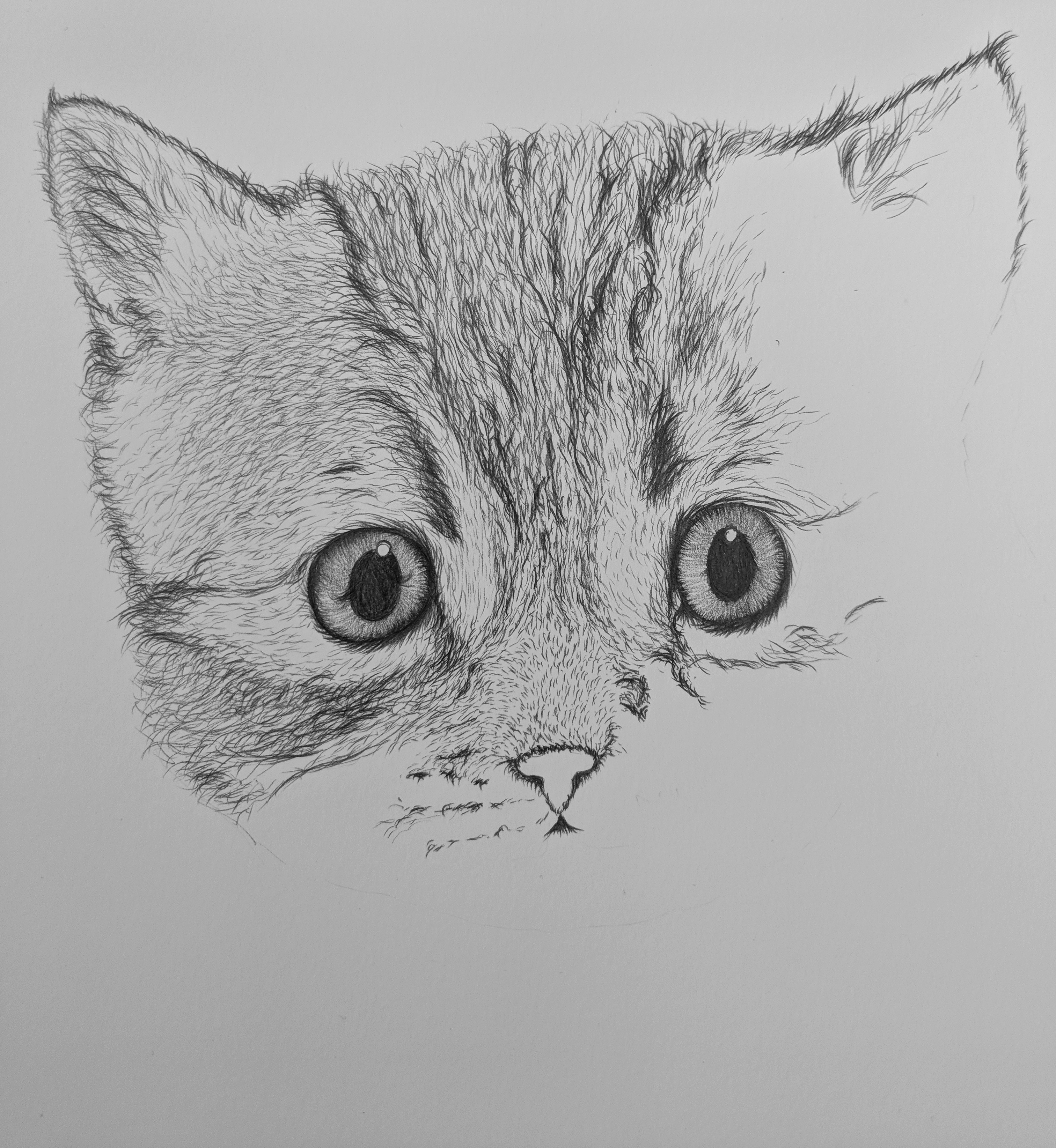Как красиво рисовать котиков. Котёнок рисунок карандашом. Рисунки котов карандашом для срисовки. Котики рисунки карандашом легкие. Котик рисунок карандашом для срисовки.