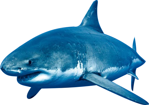 Shark.png