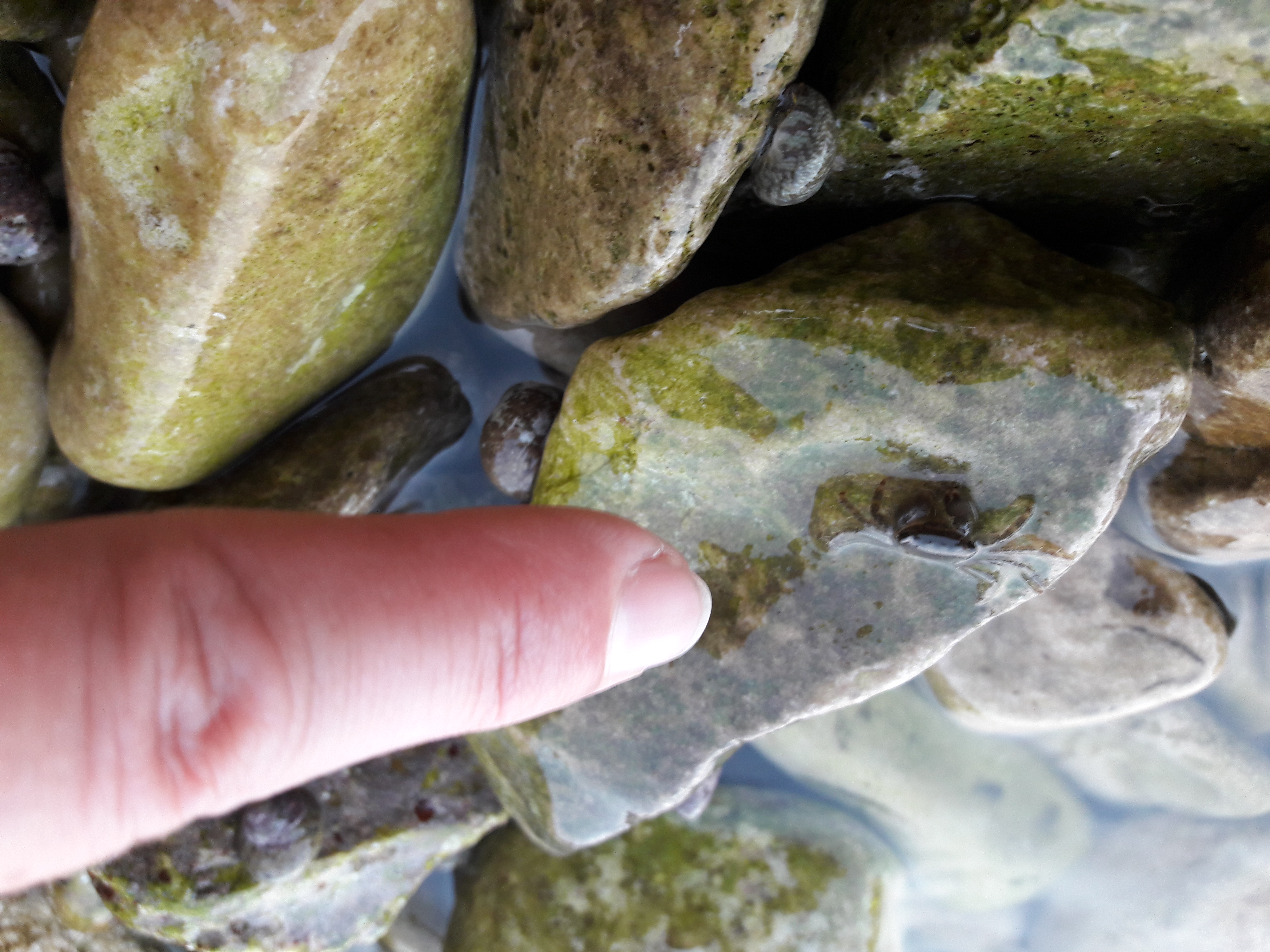 Fauna-Crabs-Sealife-Publicdomain (12).jpg