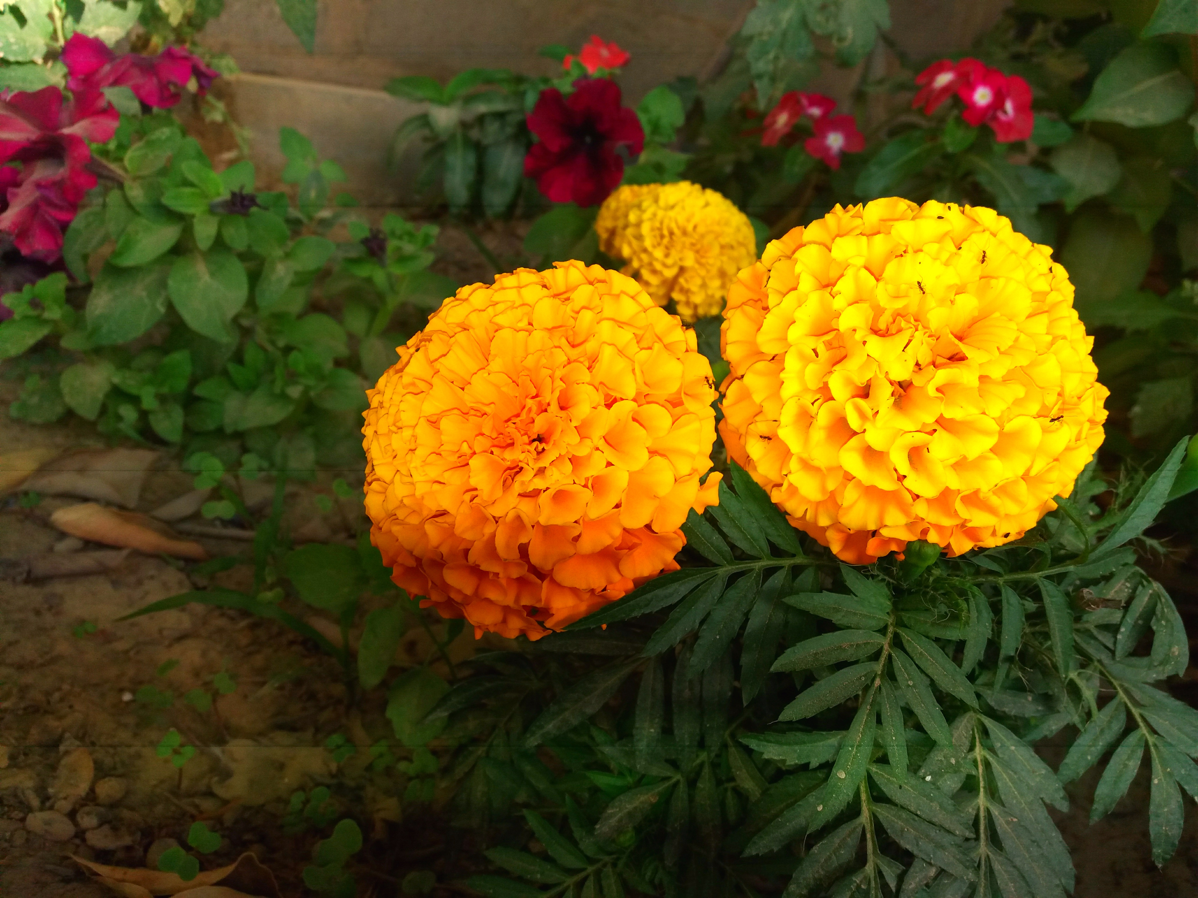 IMG_20200609_201334.jpg