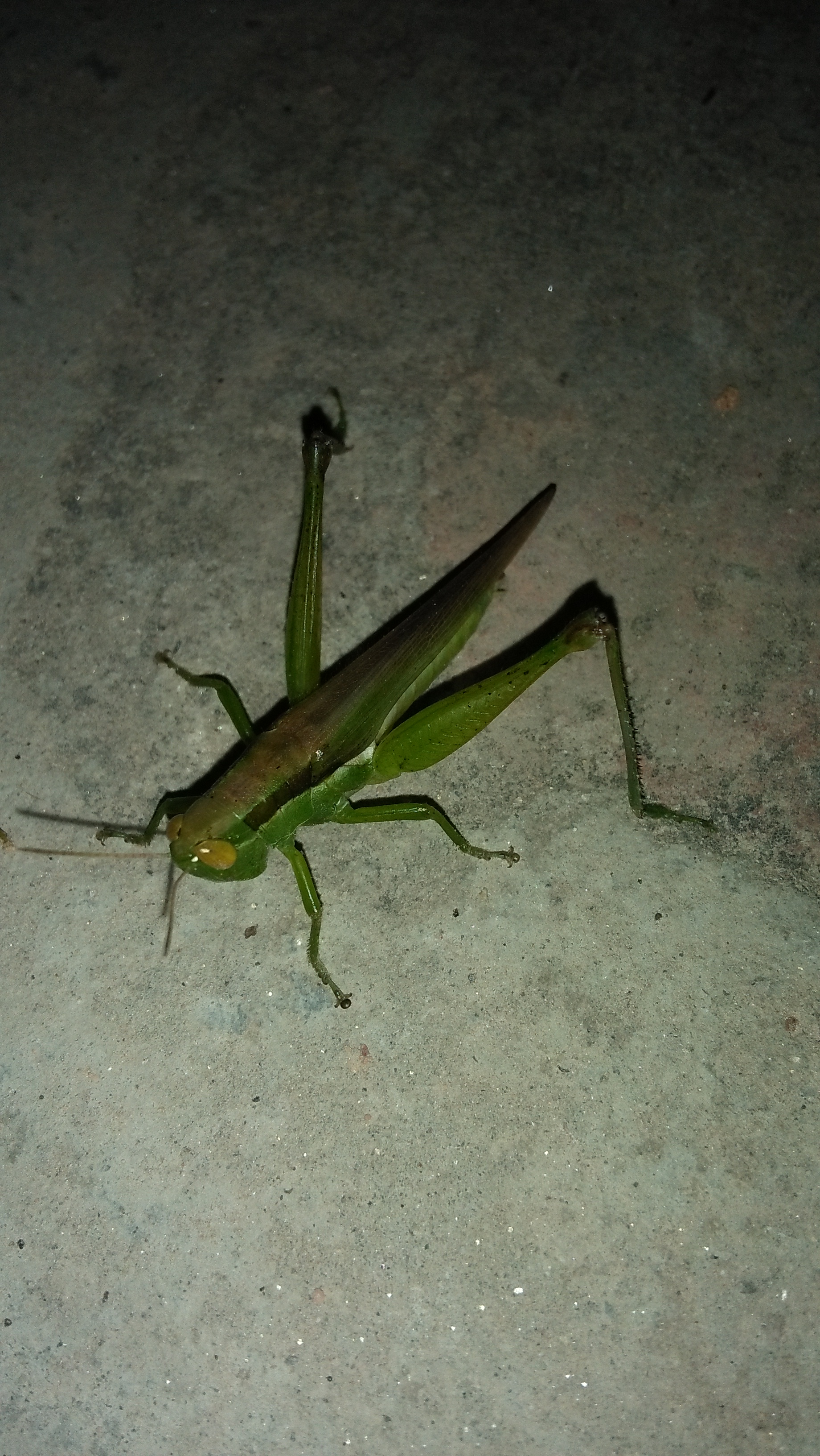 IMG20180827214814.jpg
