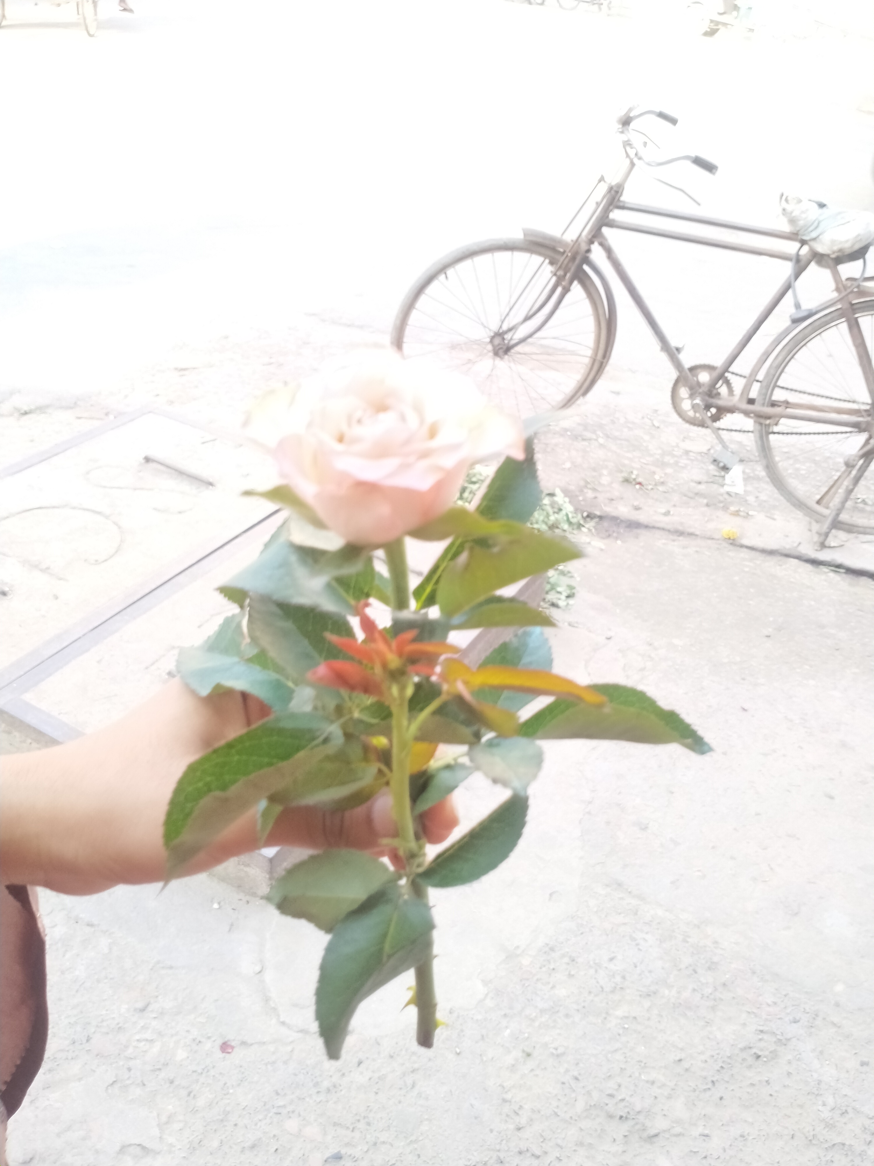 IMG20240611165223.jpg
