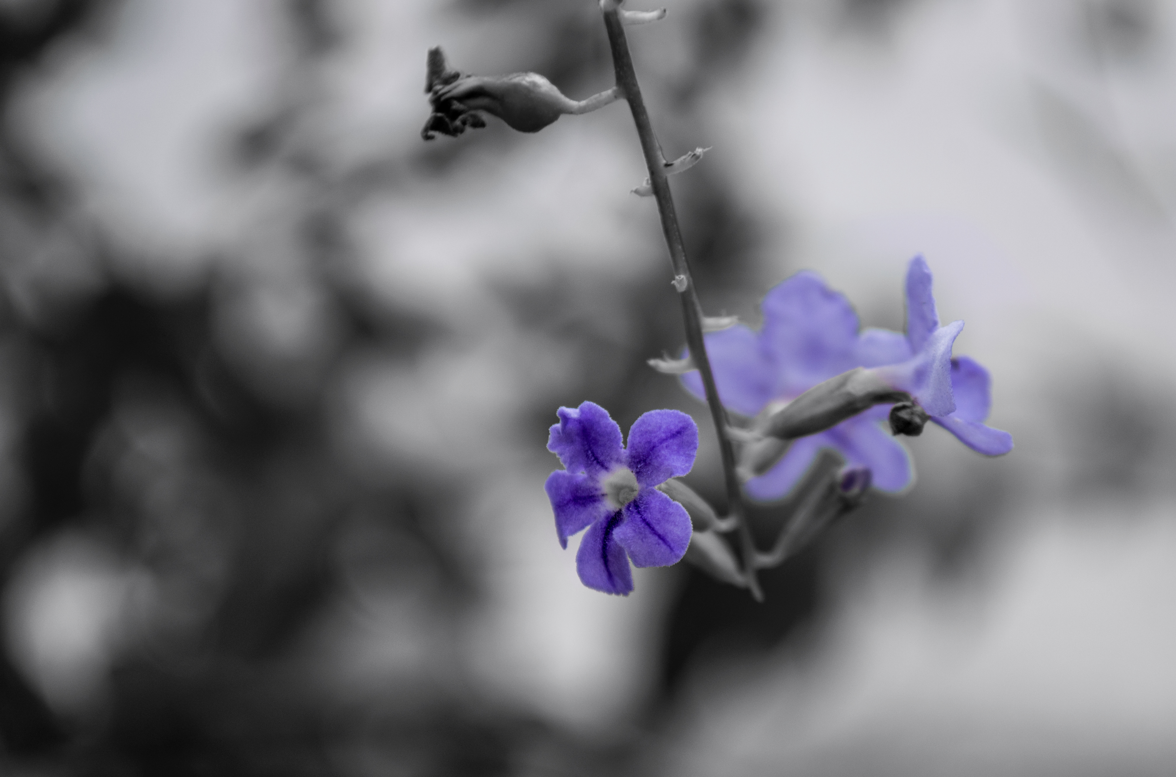 _DSC0013.jpg