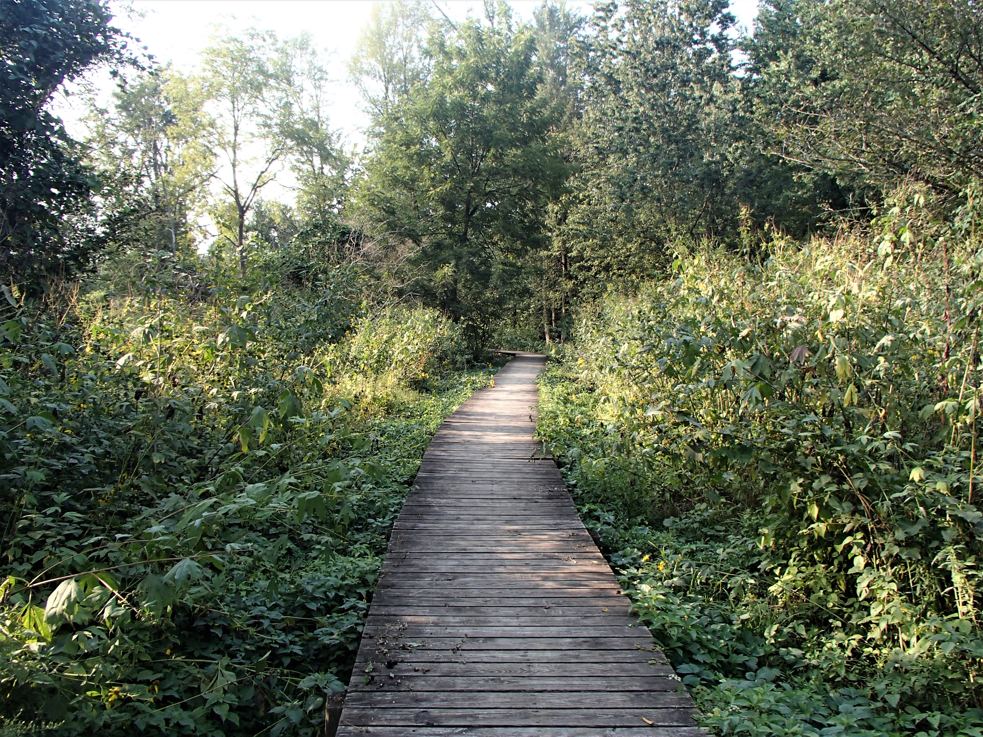 P9160107 (2).JPG