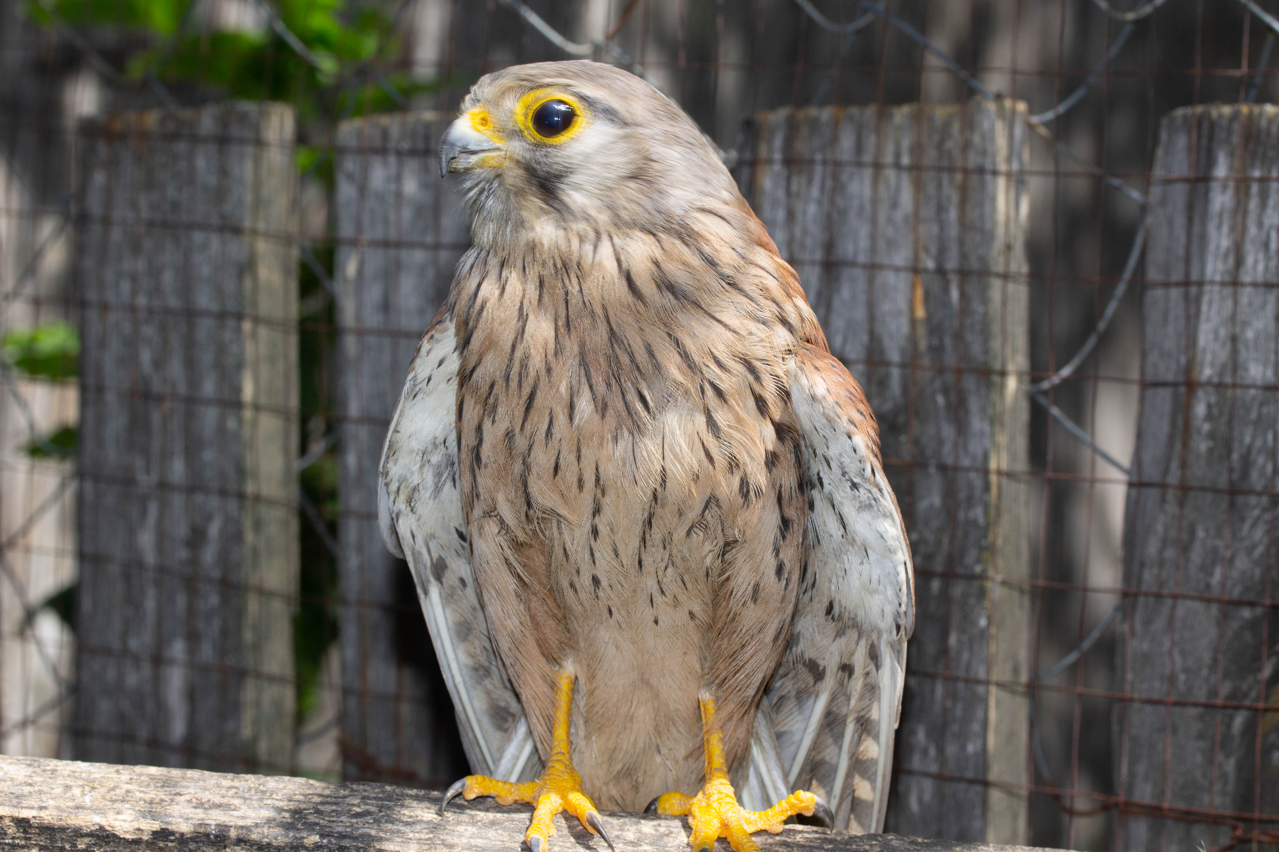Dailypetphotography: Kestrels