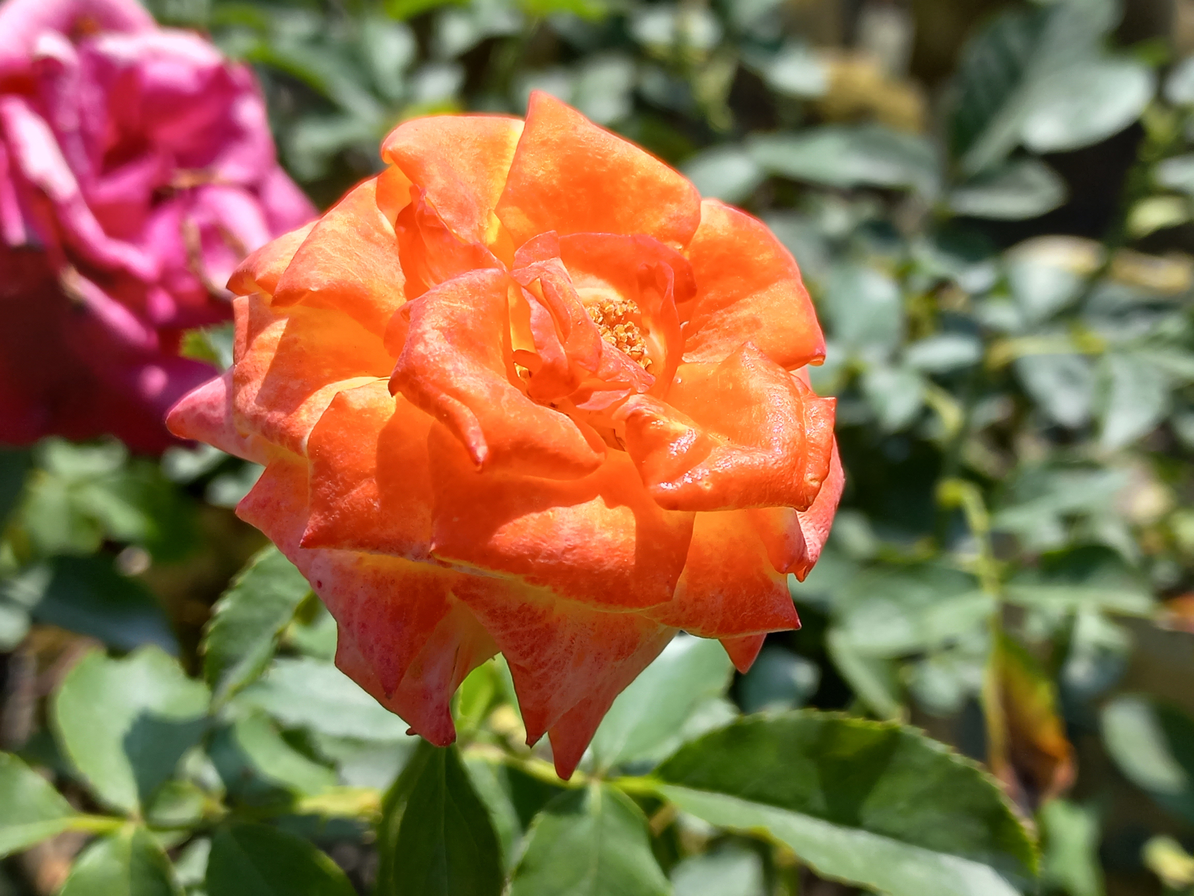Beautiful ROSE Photography