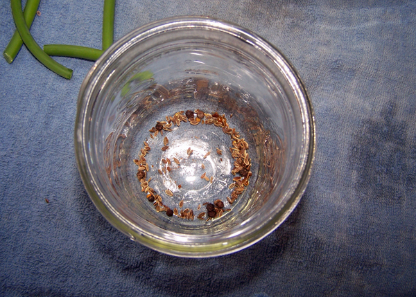 Garlic Scape Pickles - spices in jar crop June 2018.jpg