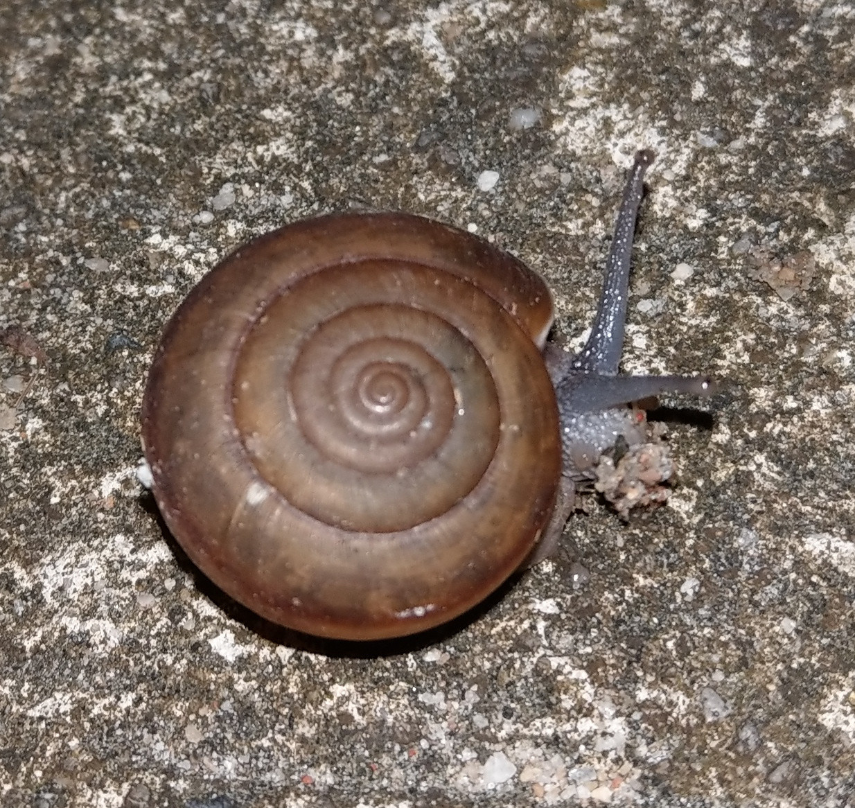 Schnecke.jpg