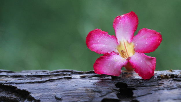 bella-flor-madera-naturaleza-fondo-pantalla_130147-16.jpg