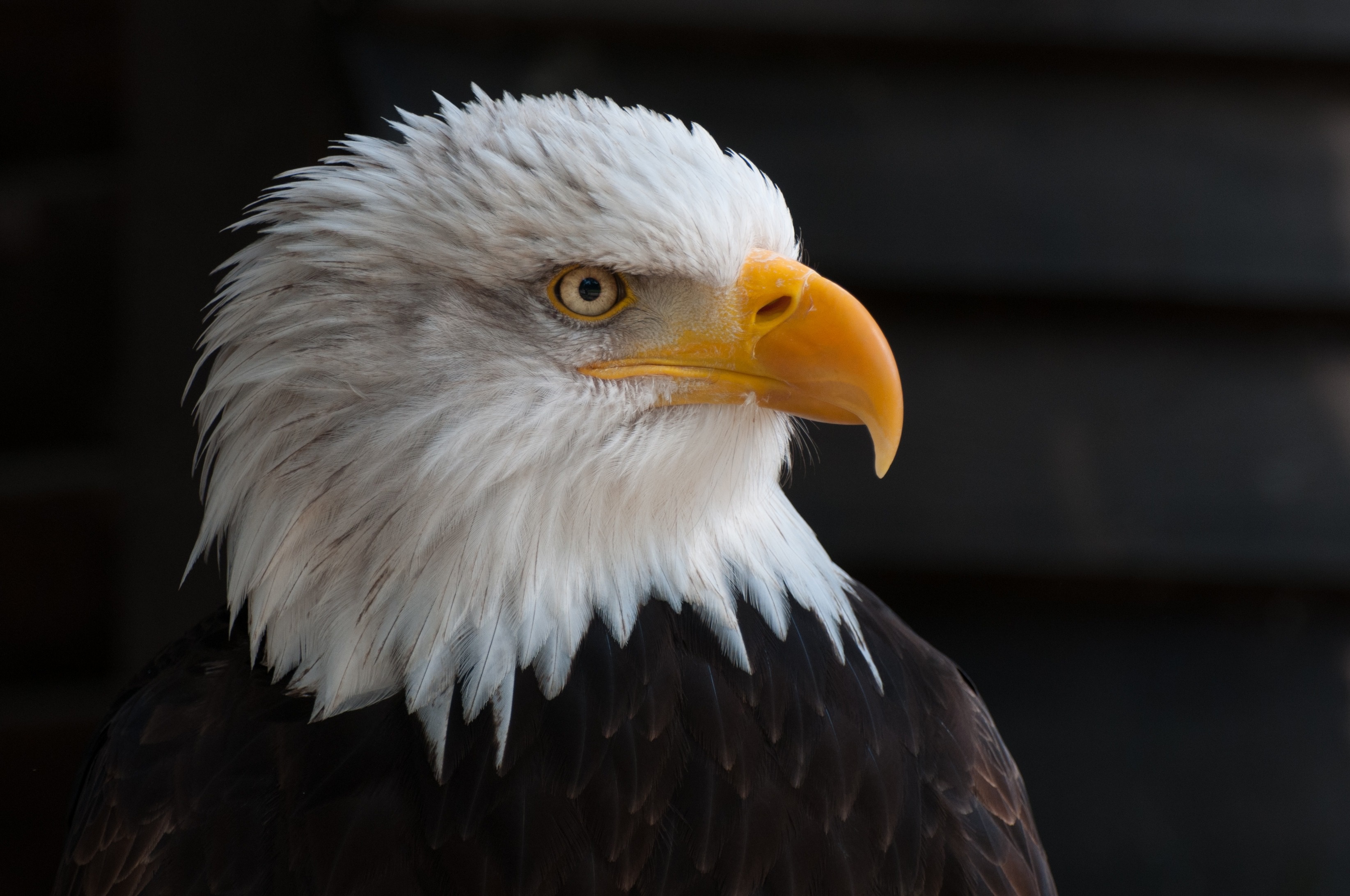 Bald-Eagle-7.jpg