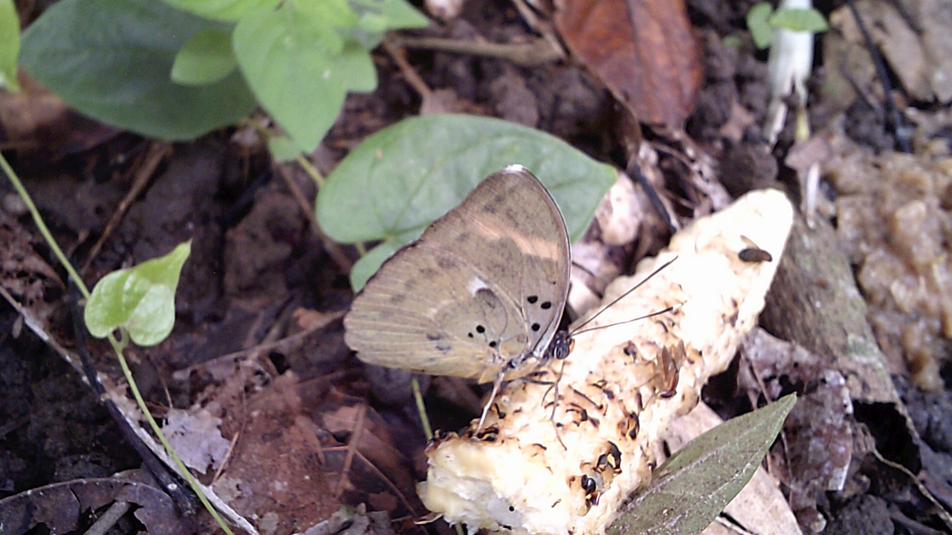 DSCF0554.JPG