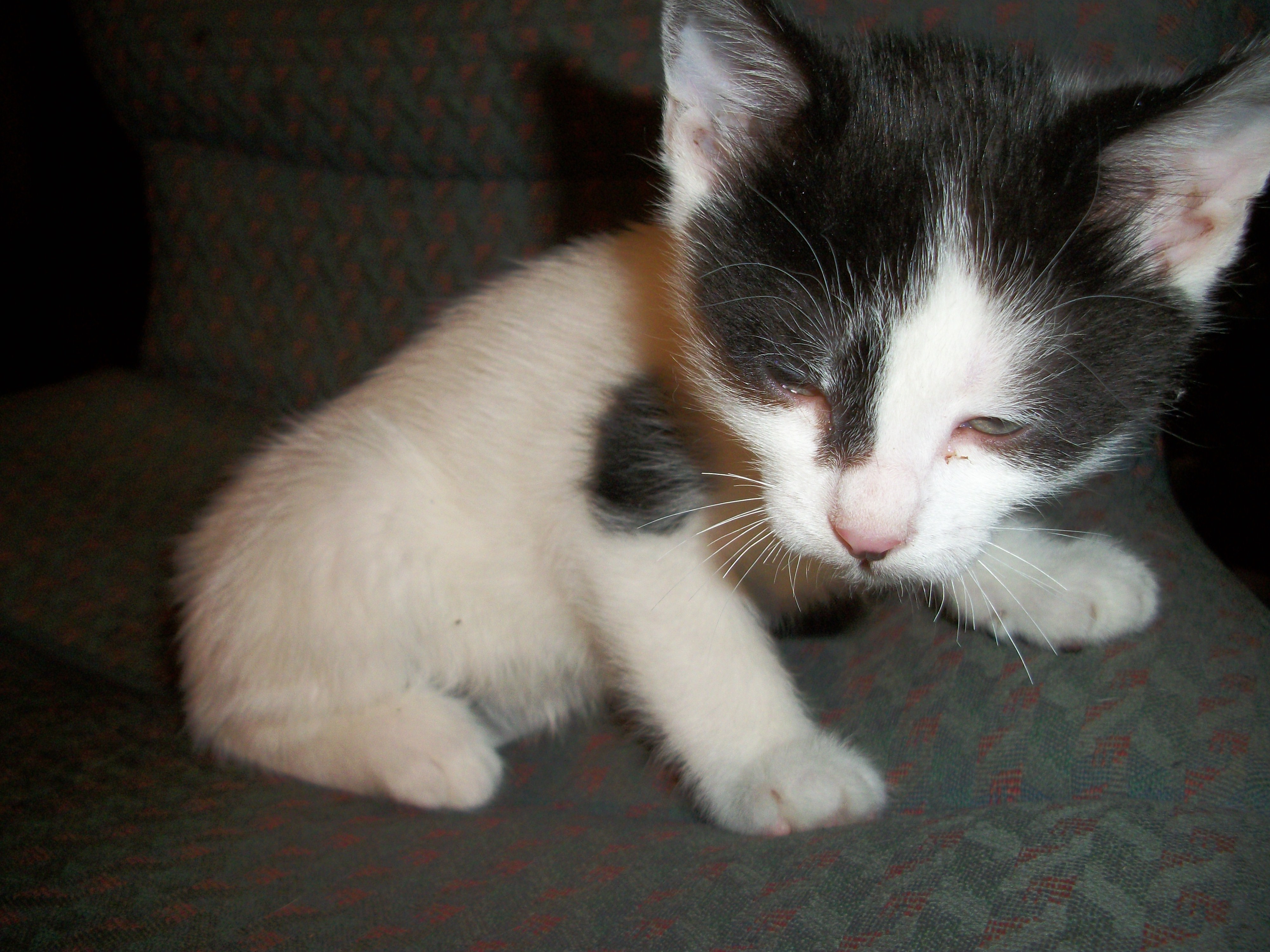Kittens%20etc.%20Jan%202019%20013.jpg