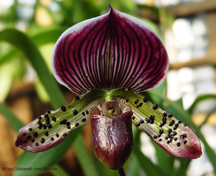 Orquídeas exóticas — Paphiopedilum acmodontum — Sandalia de Venus —  Fotografías — Steemit