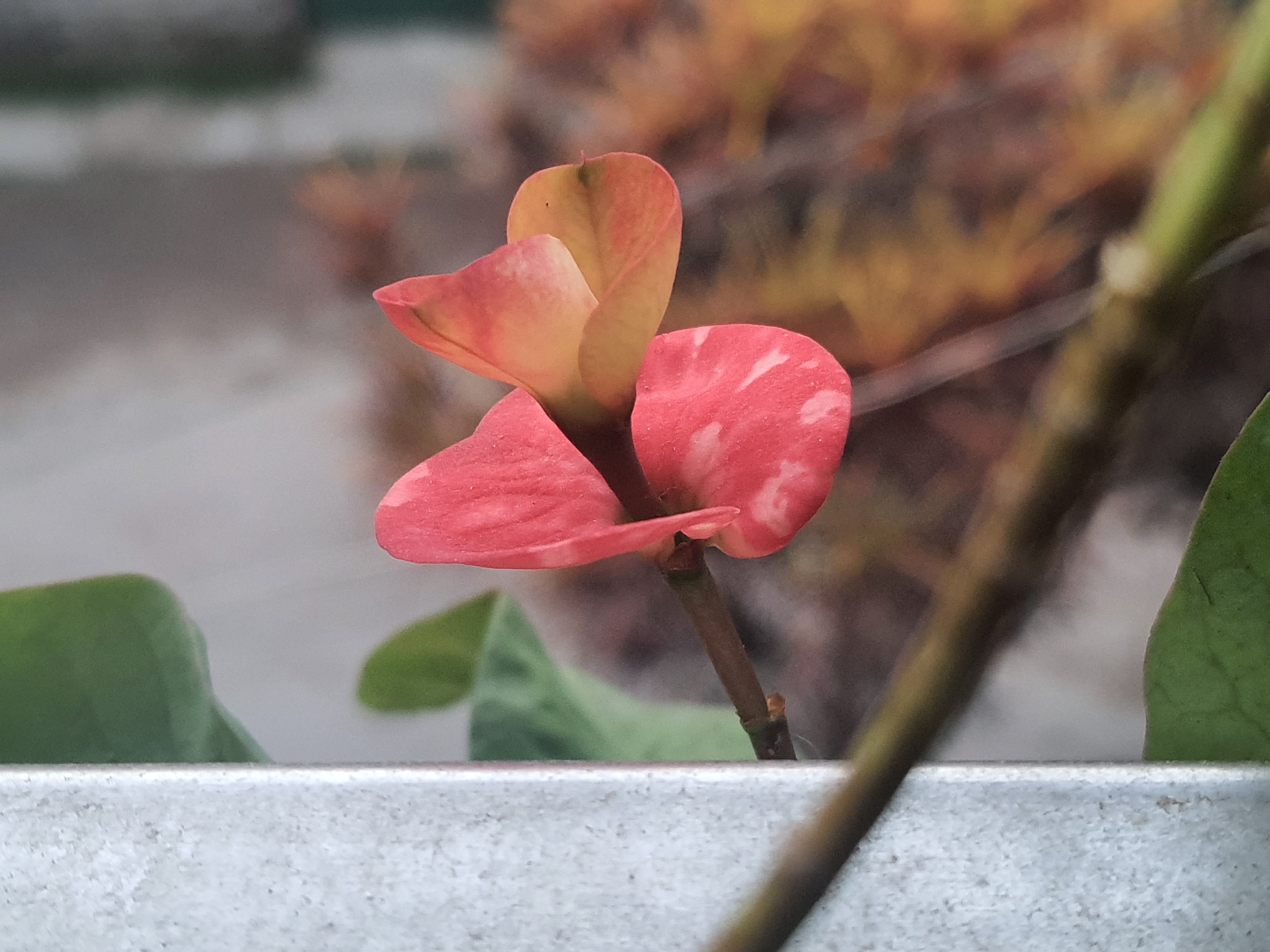 20201118_170956.jpg