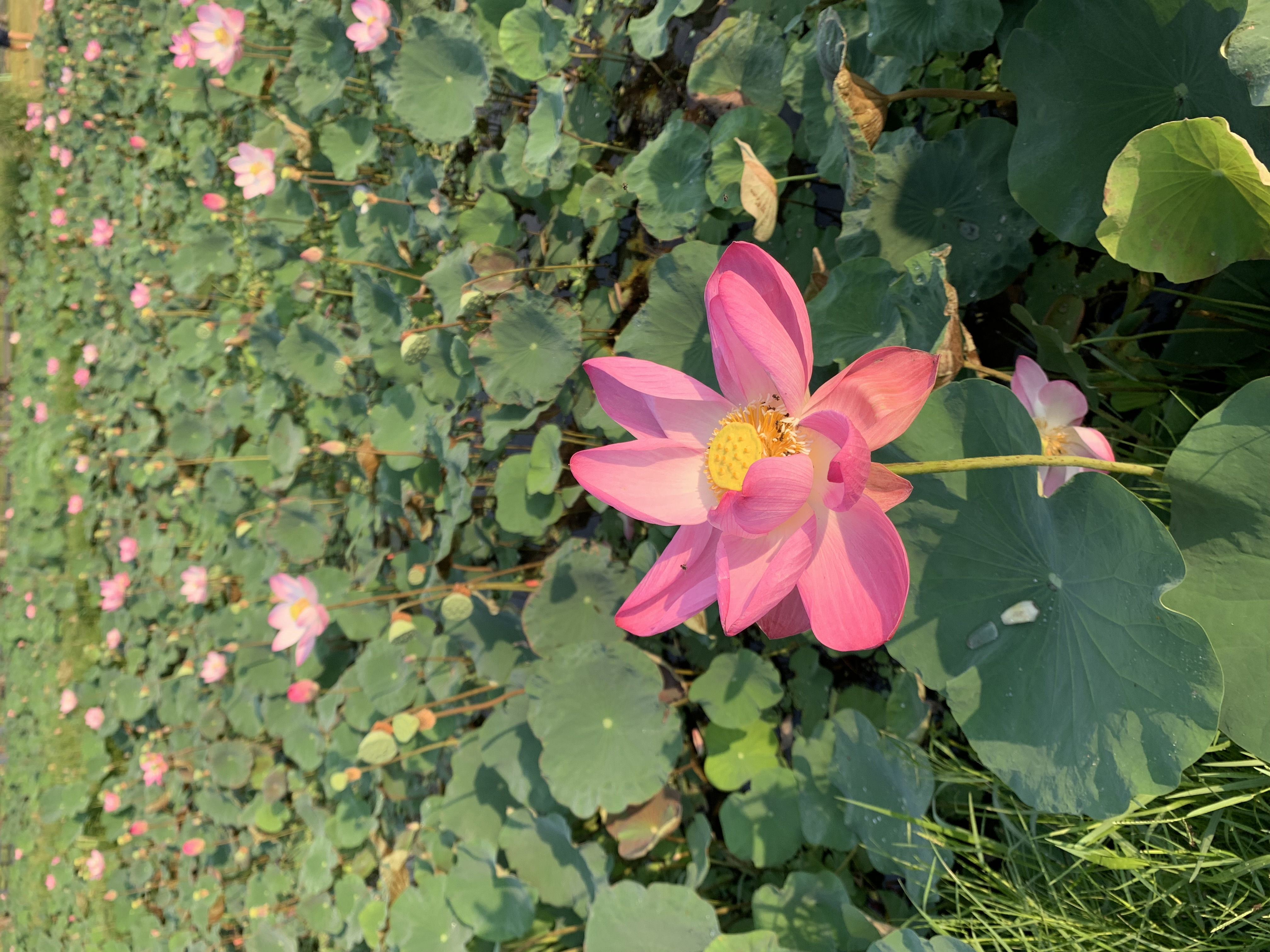 Lotus Pond18.jpg