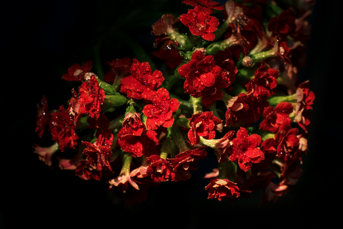 DSC_889411.jpg
