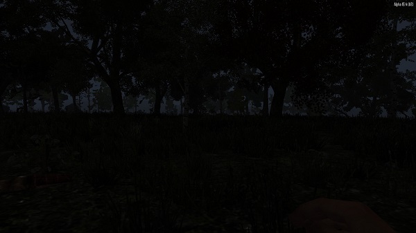 woods.jpg