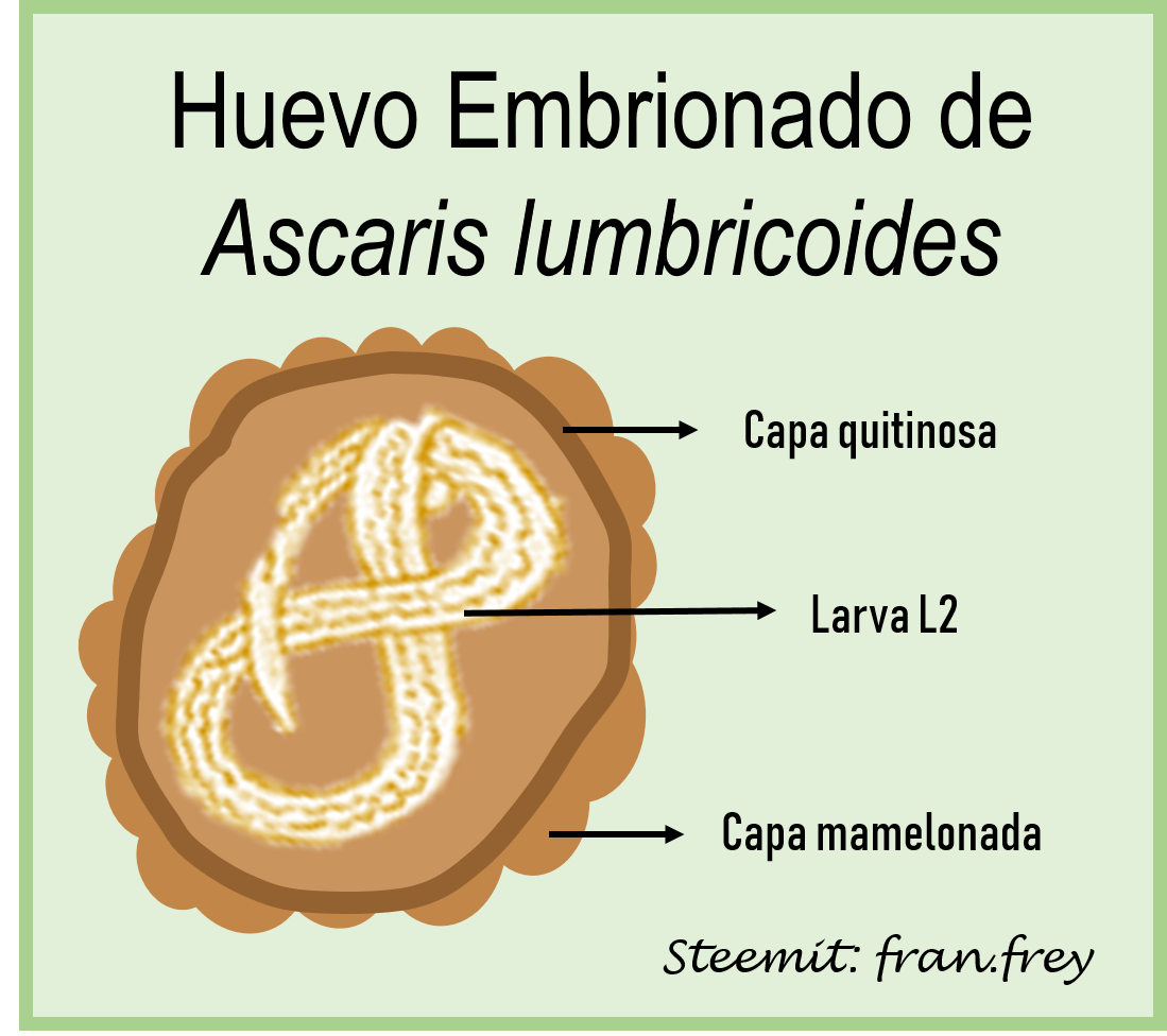 HE ascaris.png