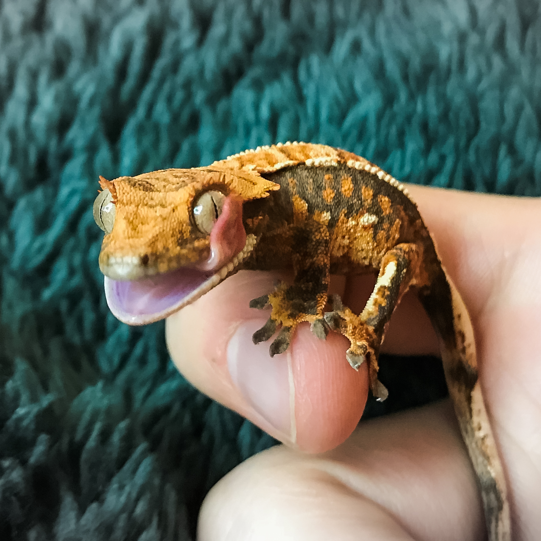 gecko.jpg