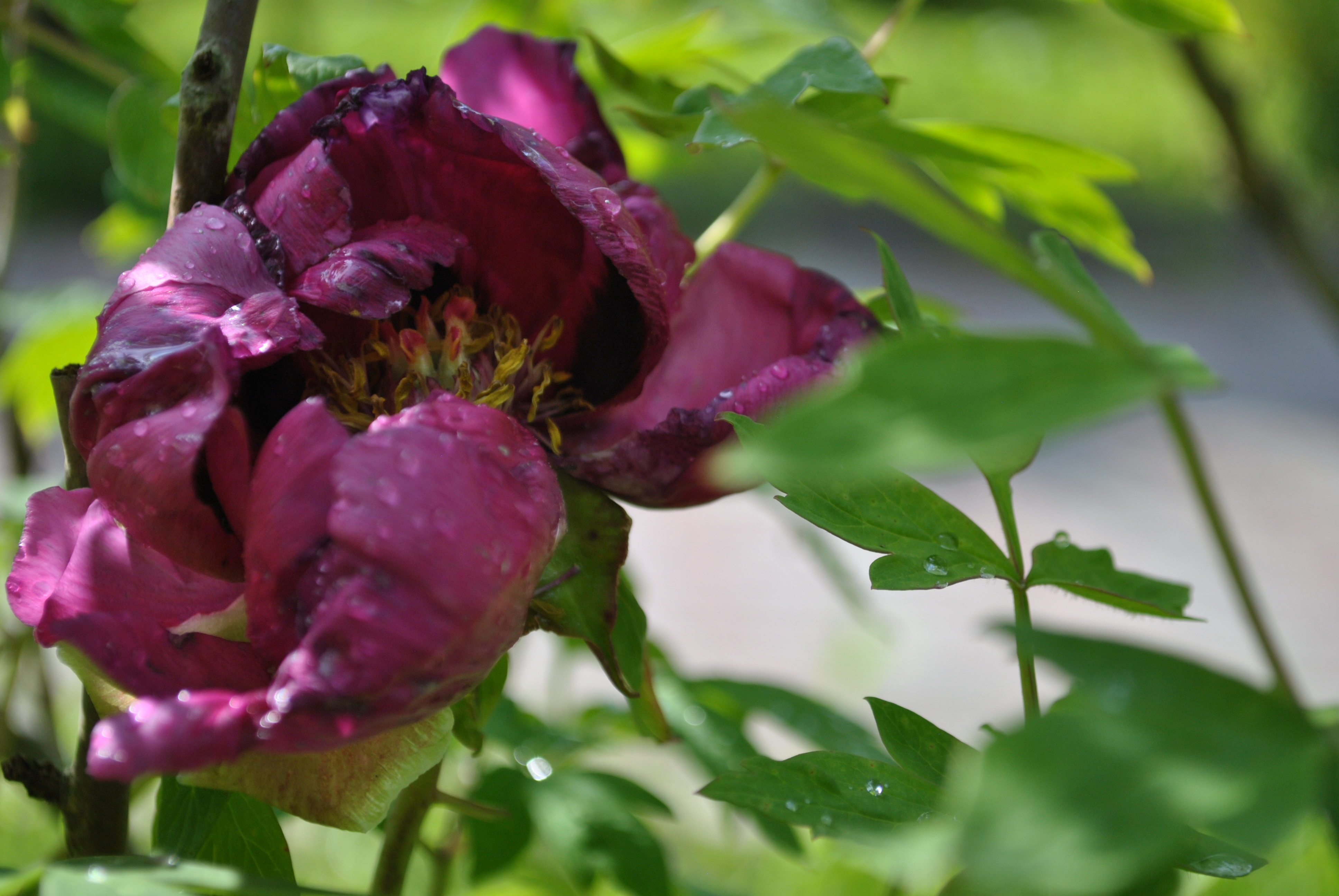 DSC_0905.JPG