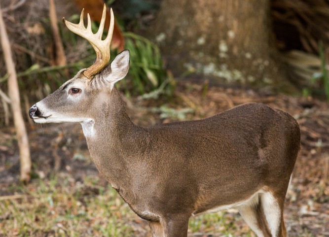 white-tailed-deer.jpg